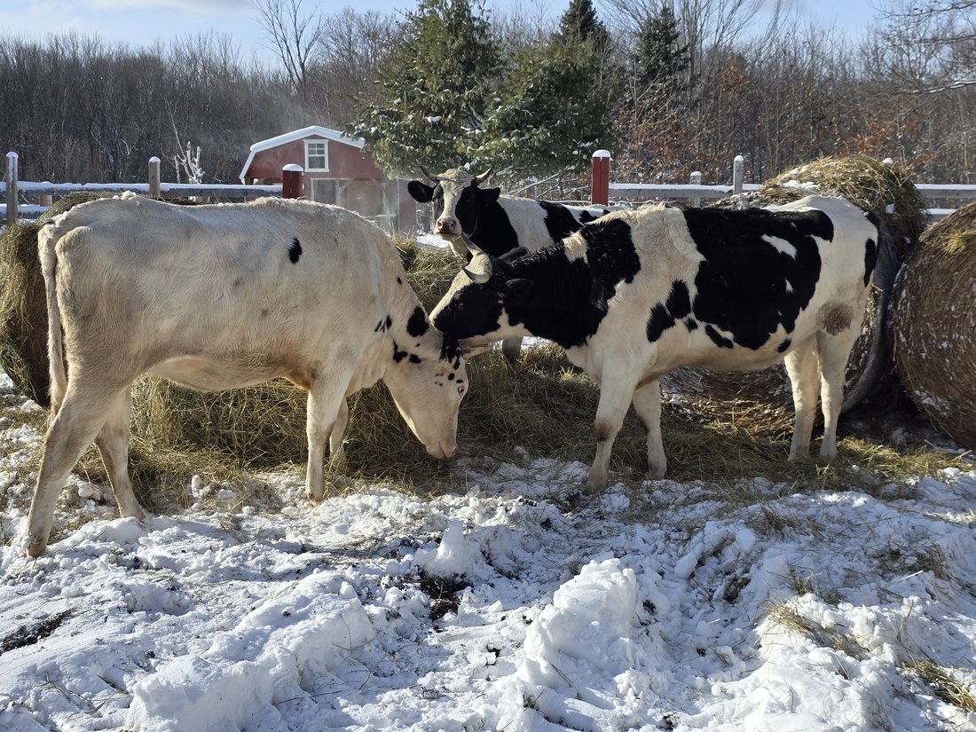 Cows gathered outside on a snowy day at the farm