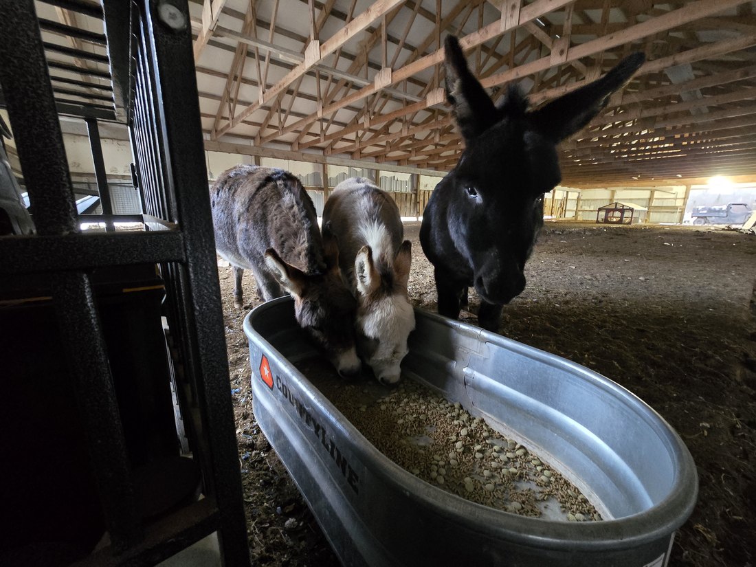 Donkeys standing beside a feeding trough in the barn