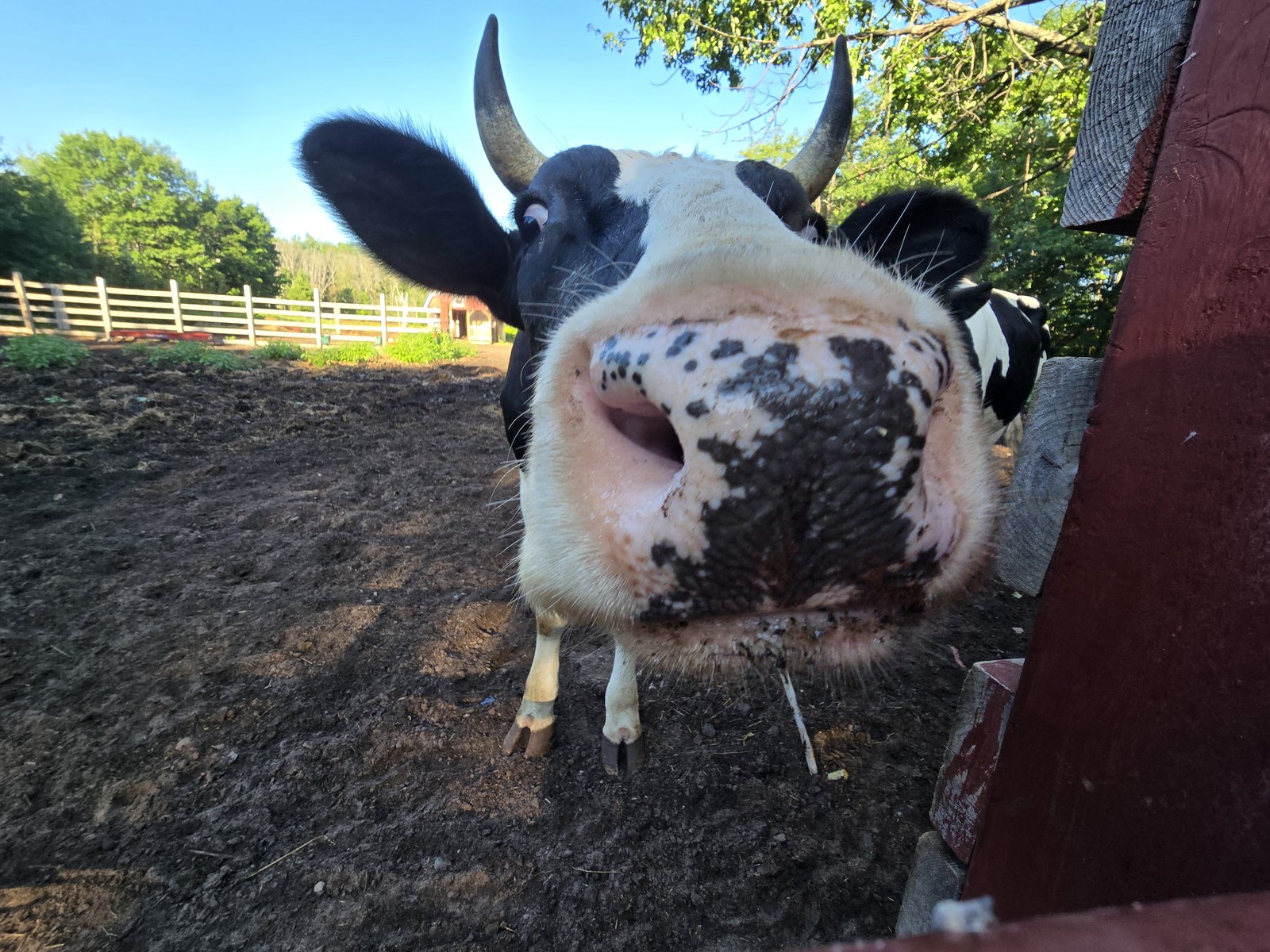 A curious black-and-white cow greeting the camera at Tripple B Farms