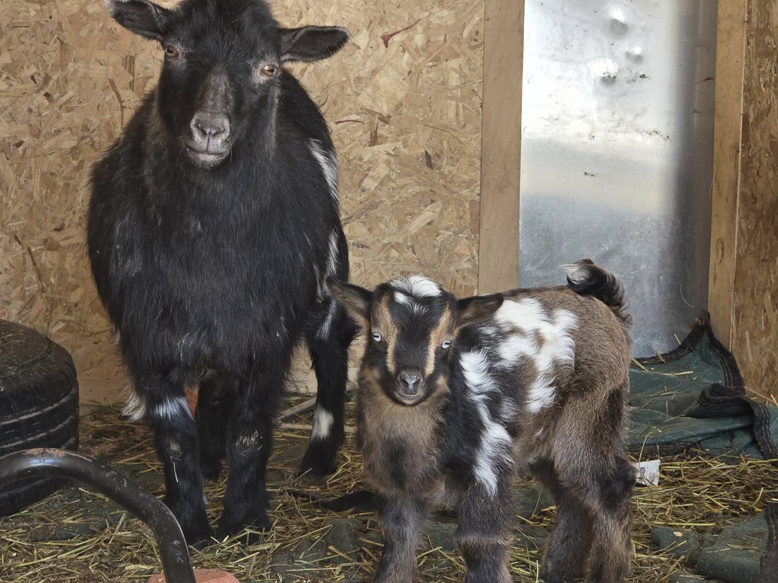 An adult goat beside a young goat in the barn