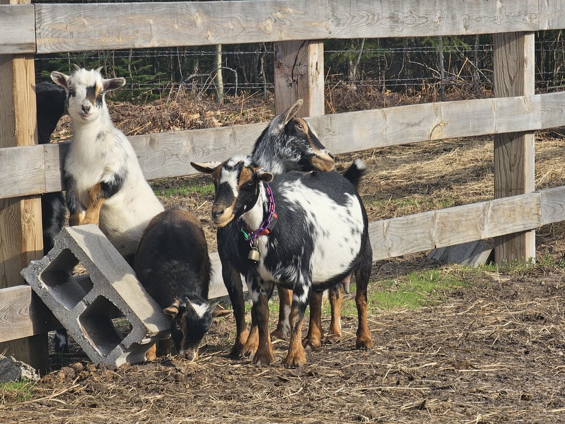 Goats gathered by a wooden fence
