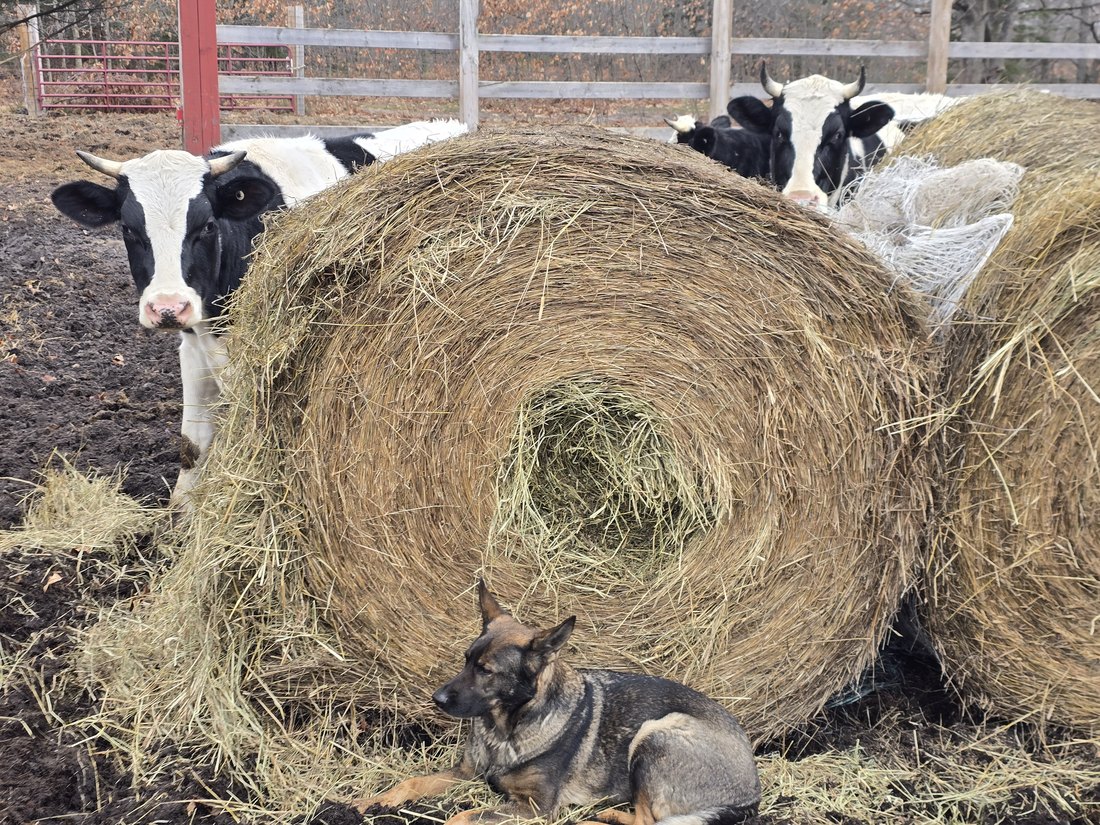 Cows and goats gathered around a large round hay bale