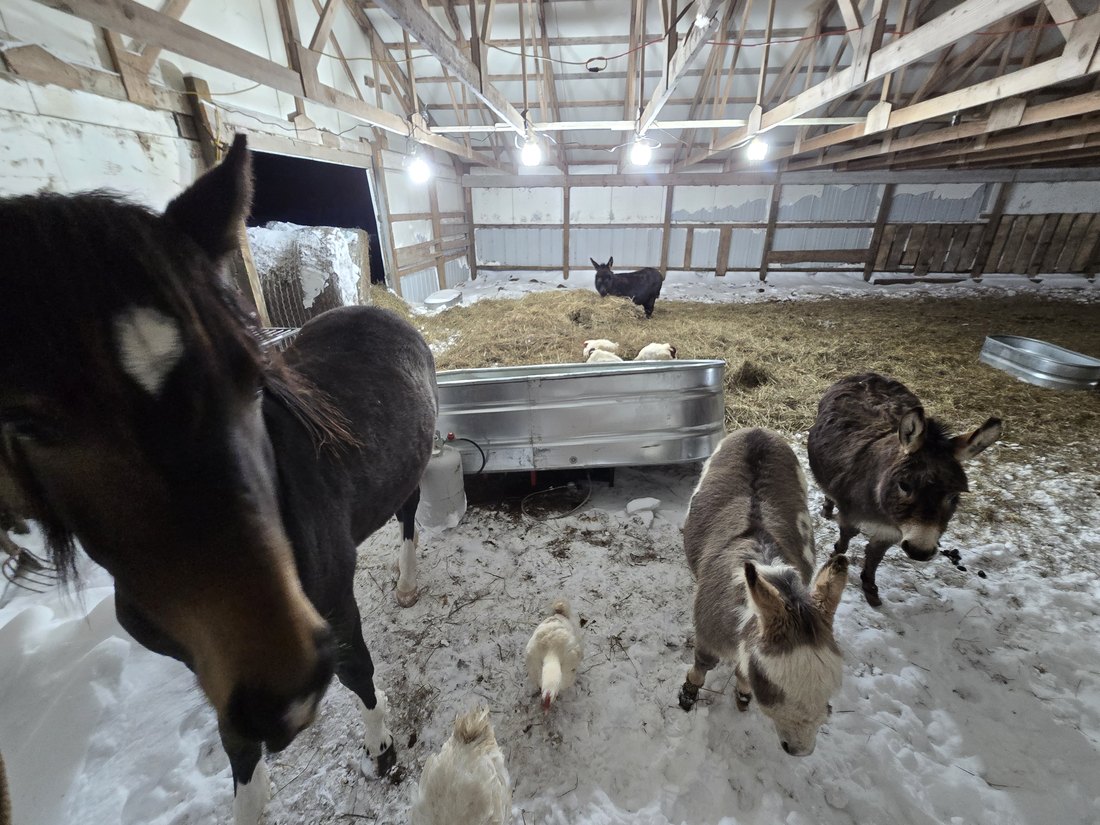 A horse and smaller equines together in the barn